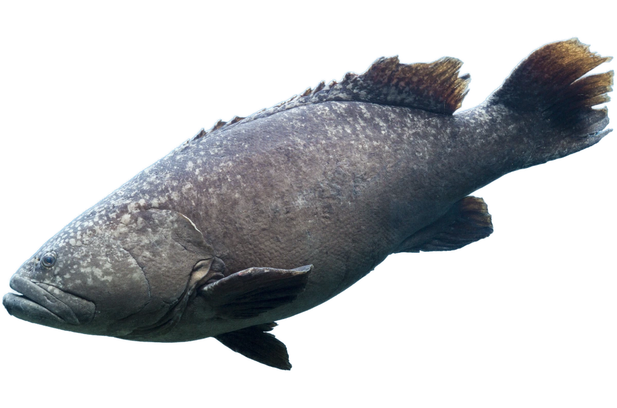 grouper
