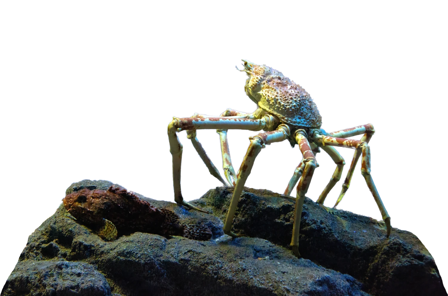 japanese spider crab