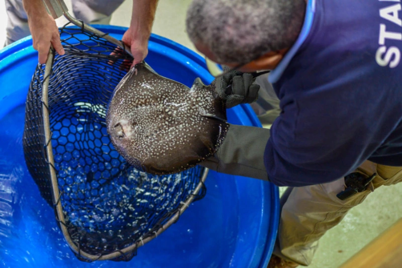 landing nets gallery 1