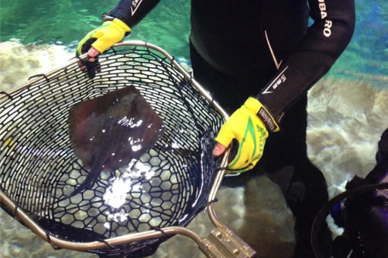 landing nets gallery 9