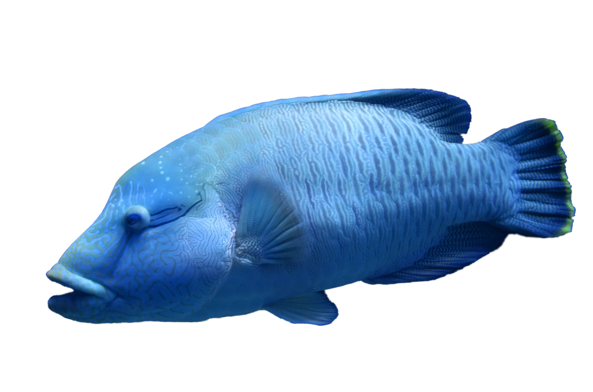 large blue fish