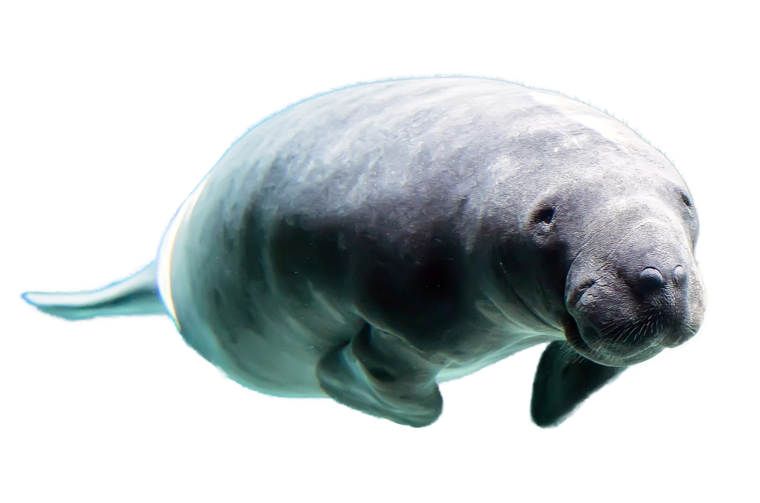 manatee