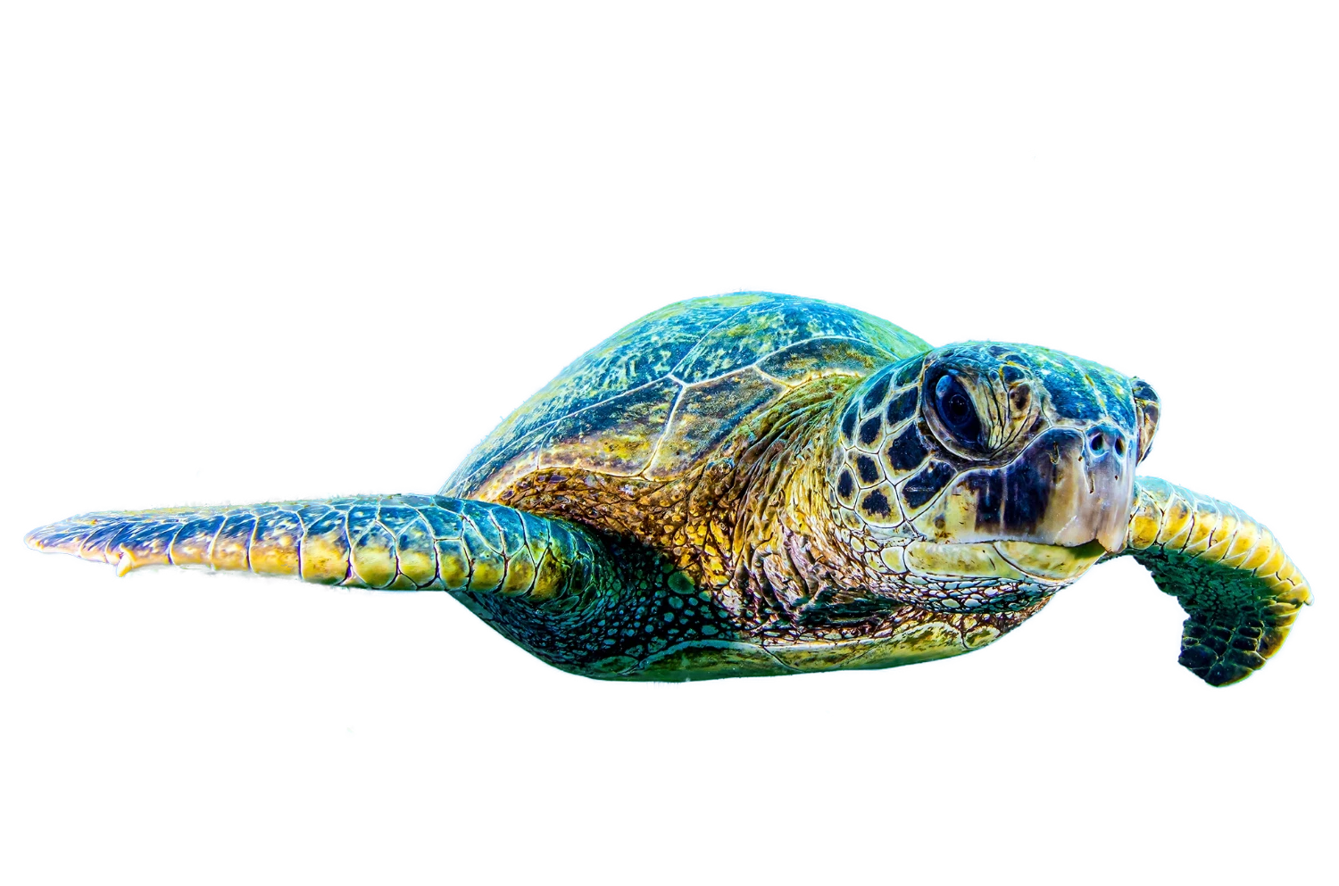 sea turtle 2