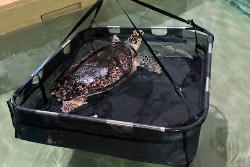 sea turtle carrier 1