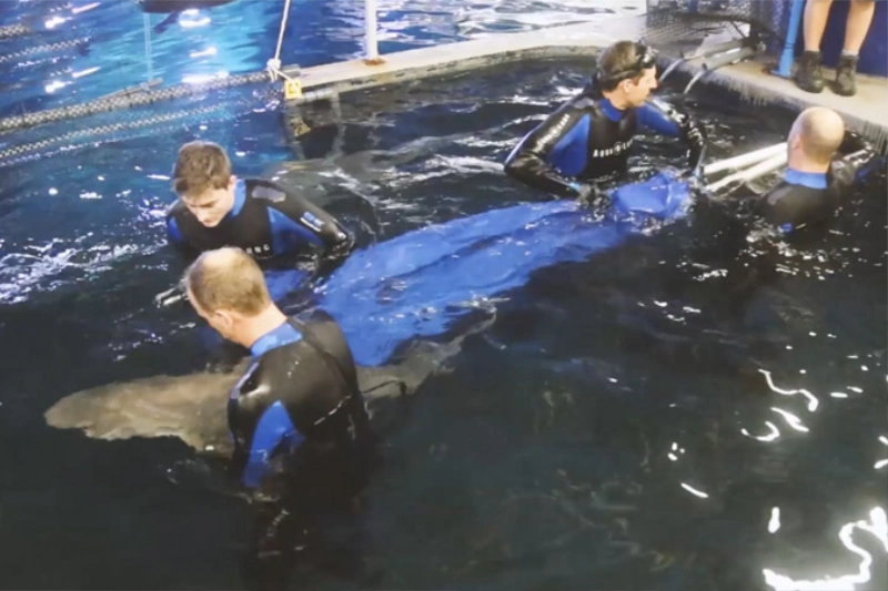 shark carriers gallery 6