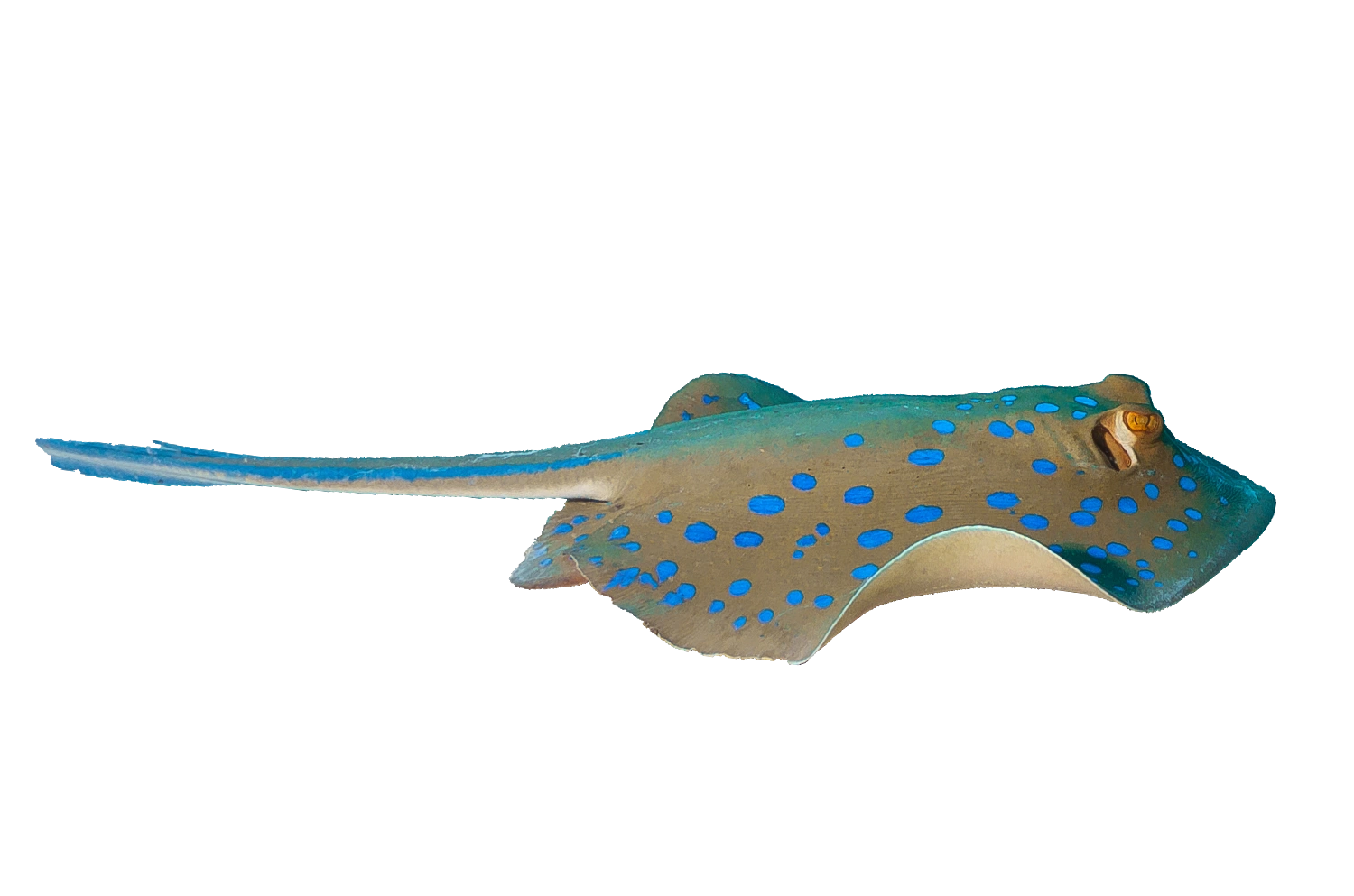 stingray 2