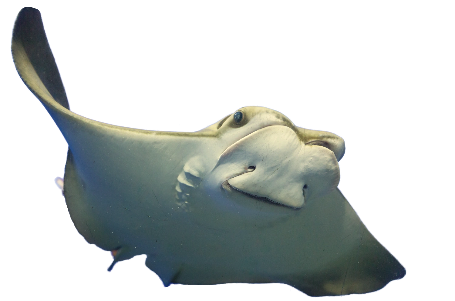 stingray 3