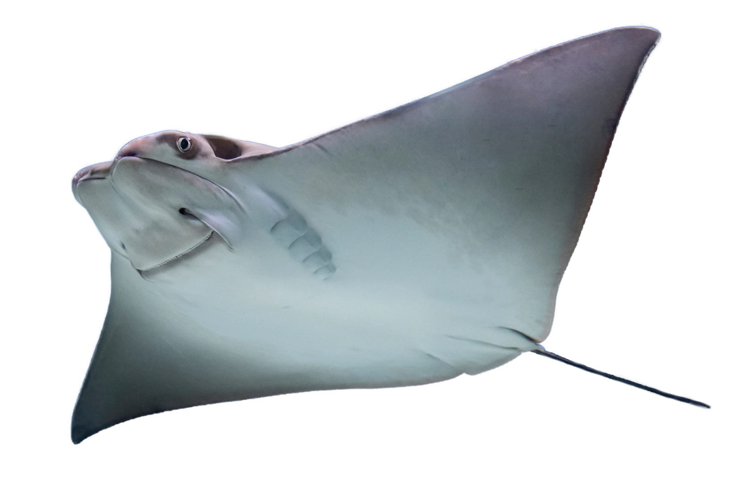 stingray