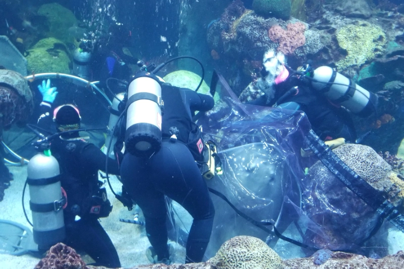 tav shark bag gallery 2
