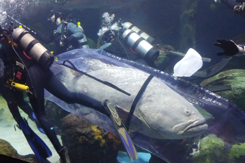 tav shark bag gallery 3