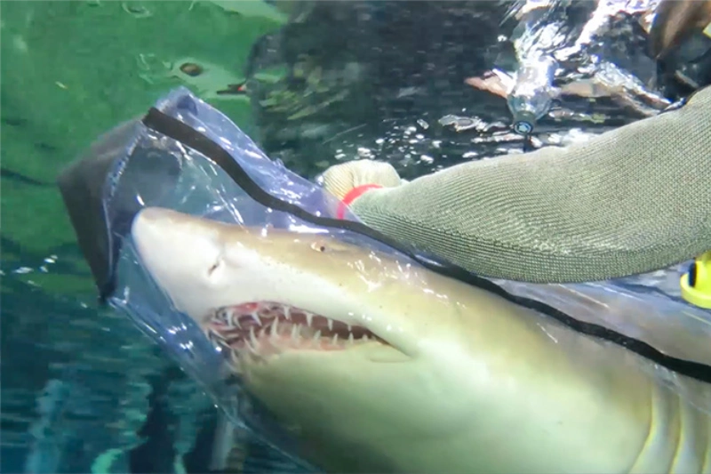 tav shark bag gallery 6