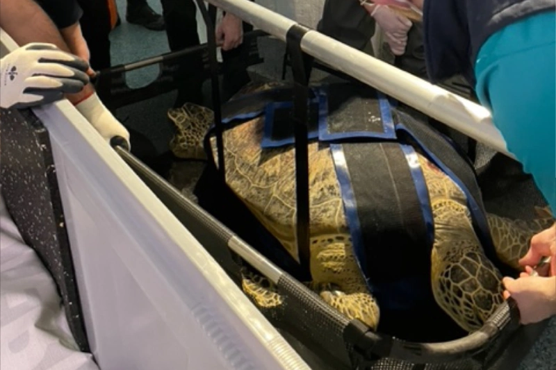 turtle harness gallery 1