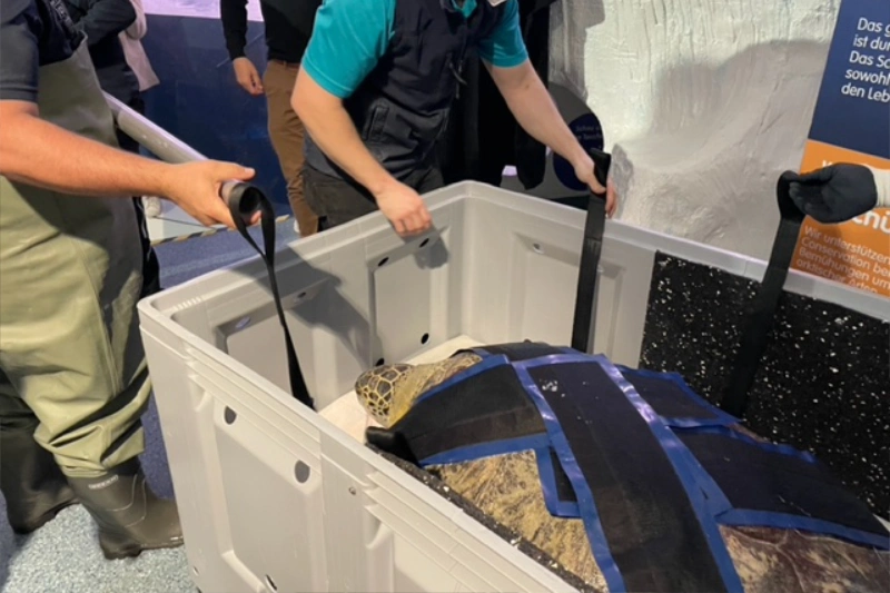 turtle harness gallery 3