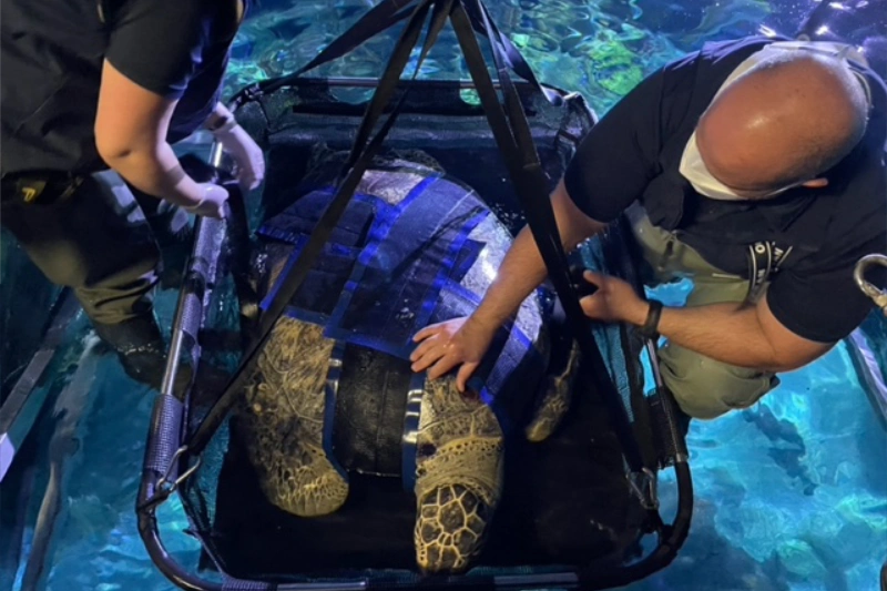 turtle harness gallery 5