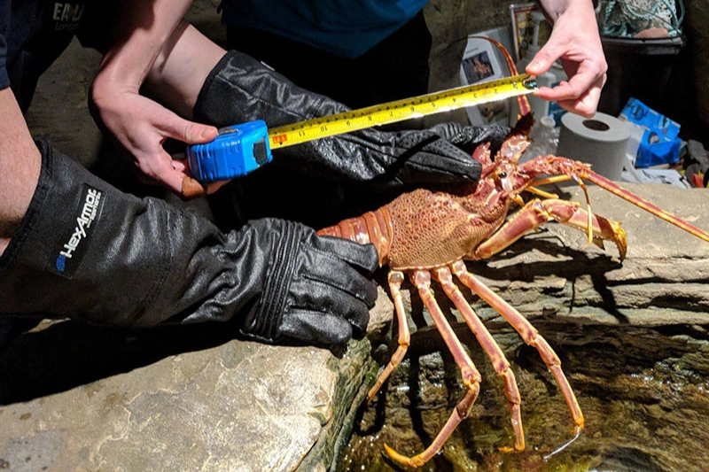 animal handling gloves gallery 1