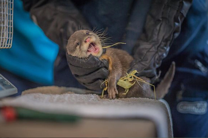 animal handling gloves gallery 5