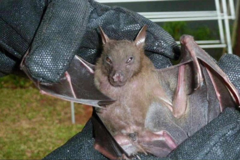 animal handling gloves gallery 6