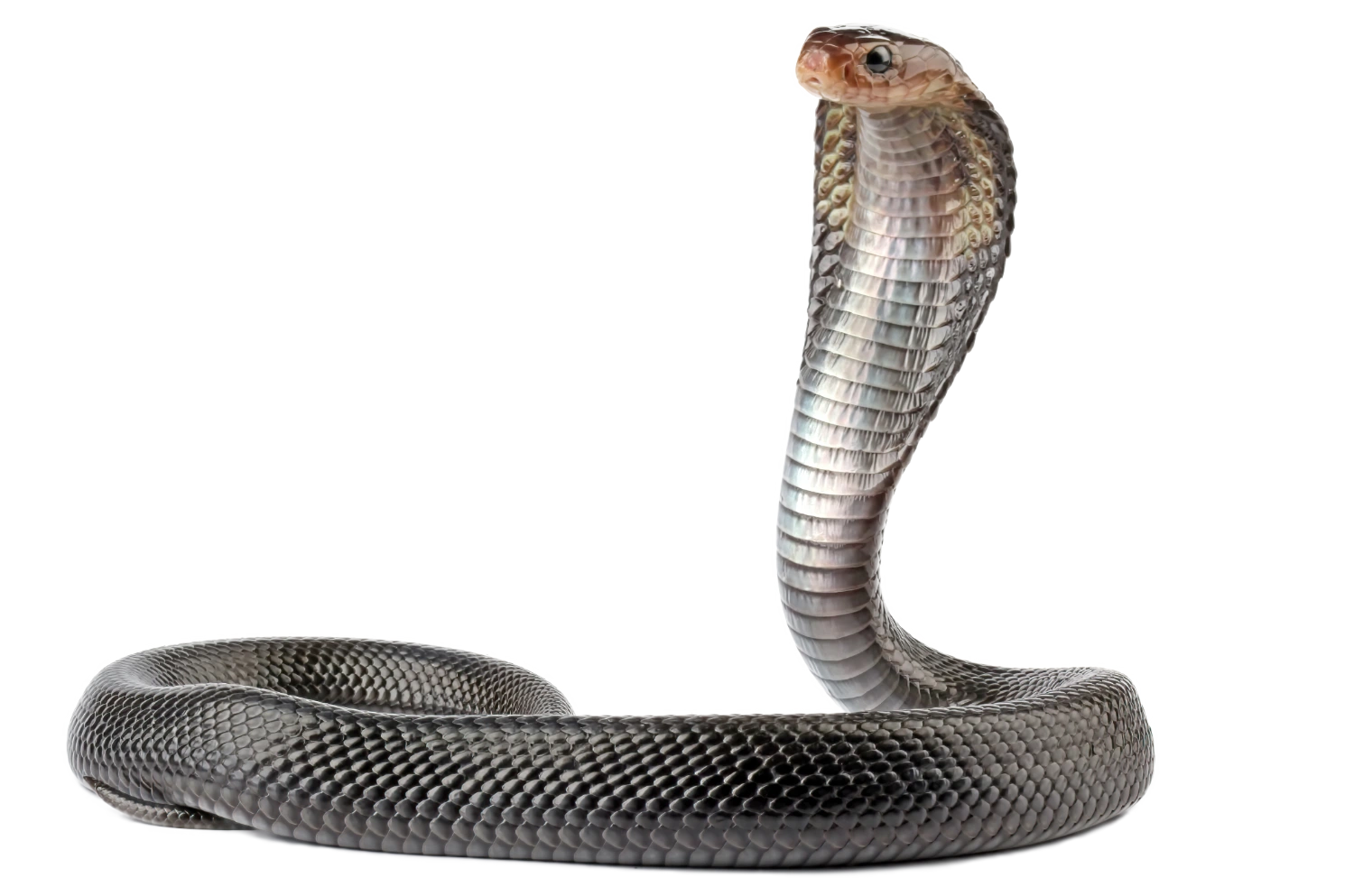 snake 2