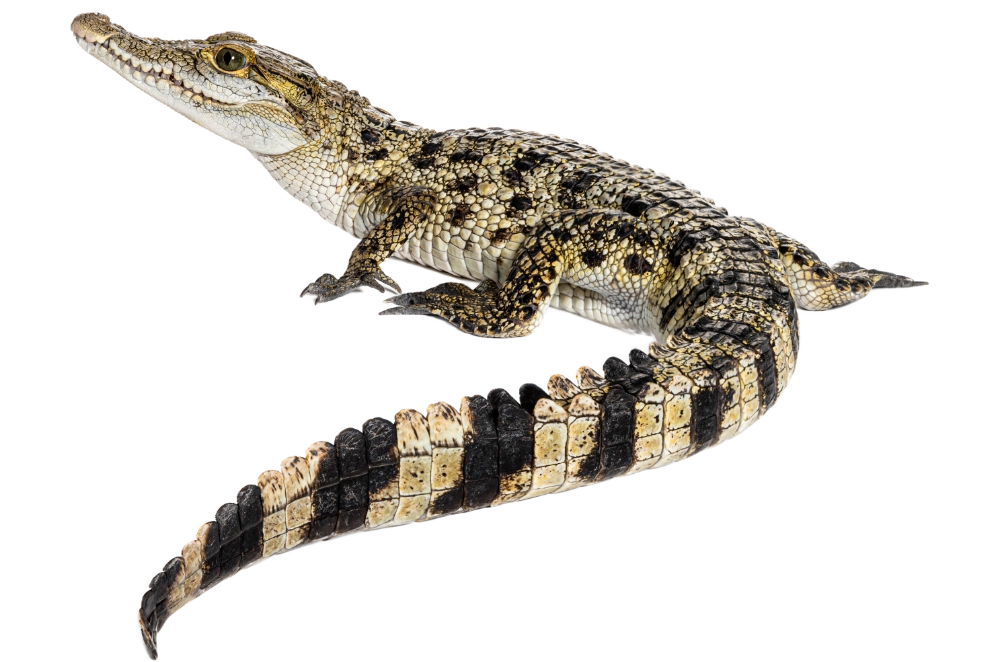 crocodile