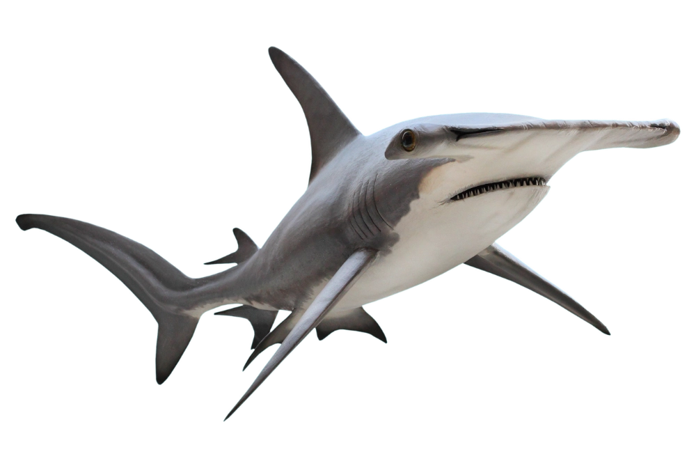 hammerhead shark