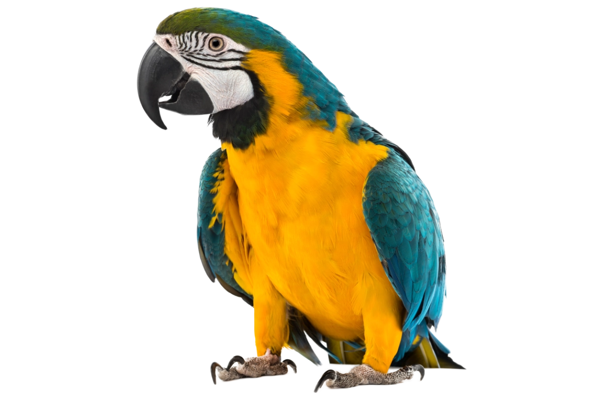 parrot