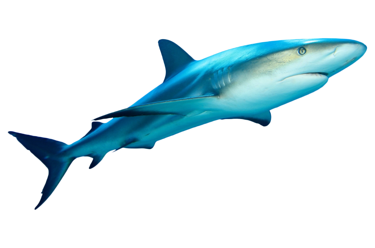 reef shark