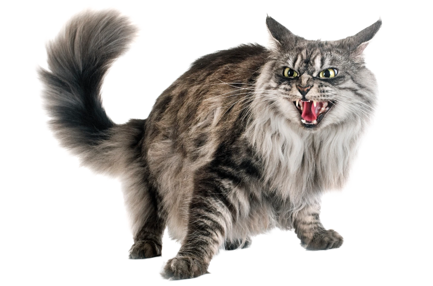angry cat