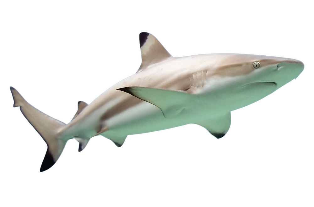 black tipped reef shark