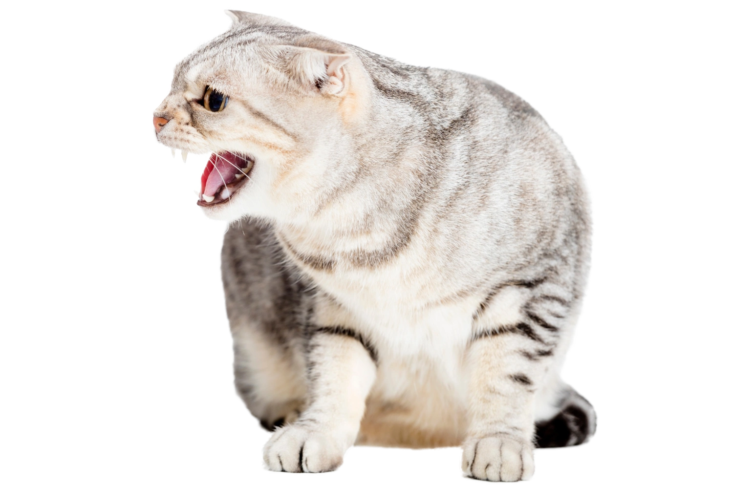 cat gloves