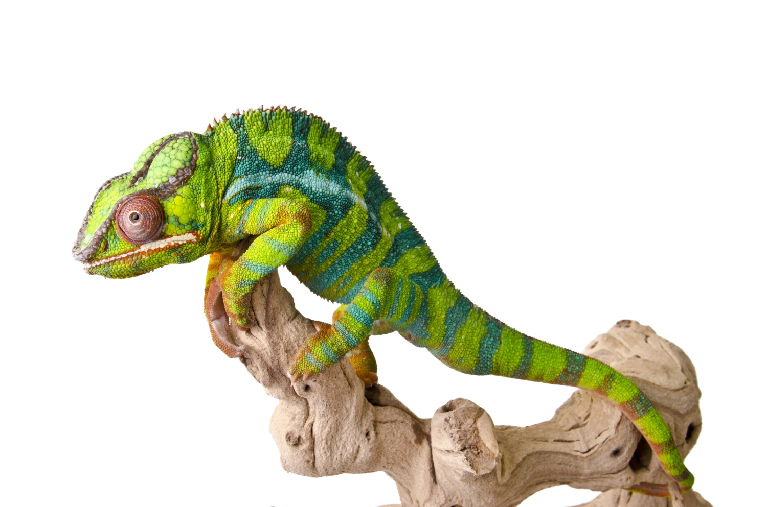 snake 2