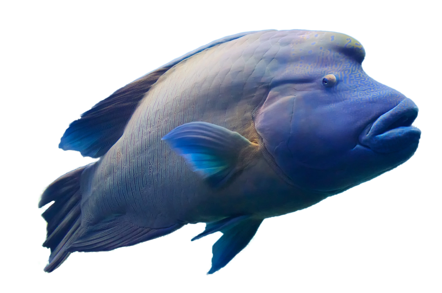 napoleon fish
