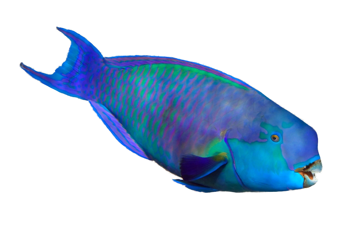 stingray