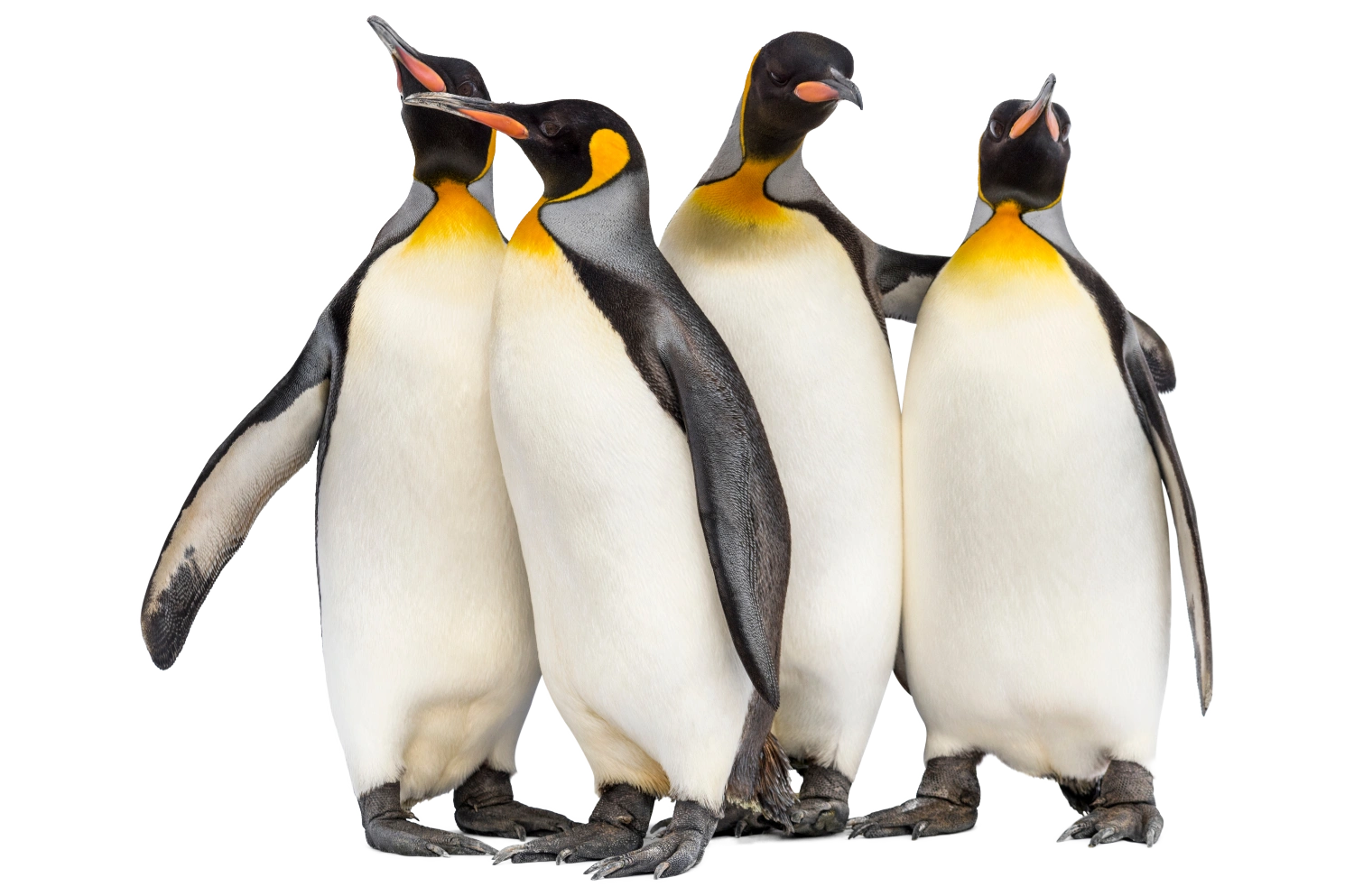 penguins group