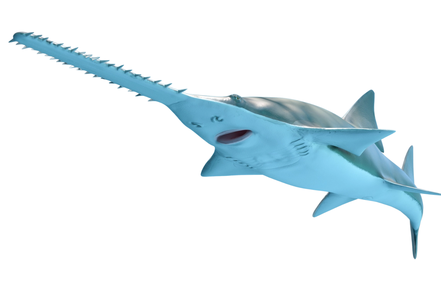 sawfish