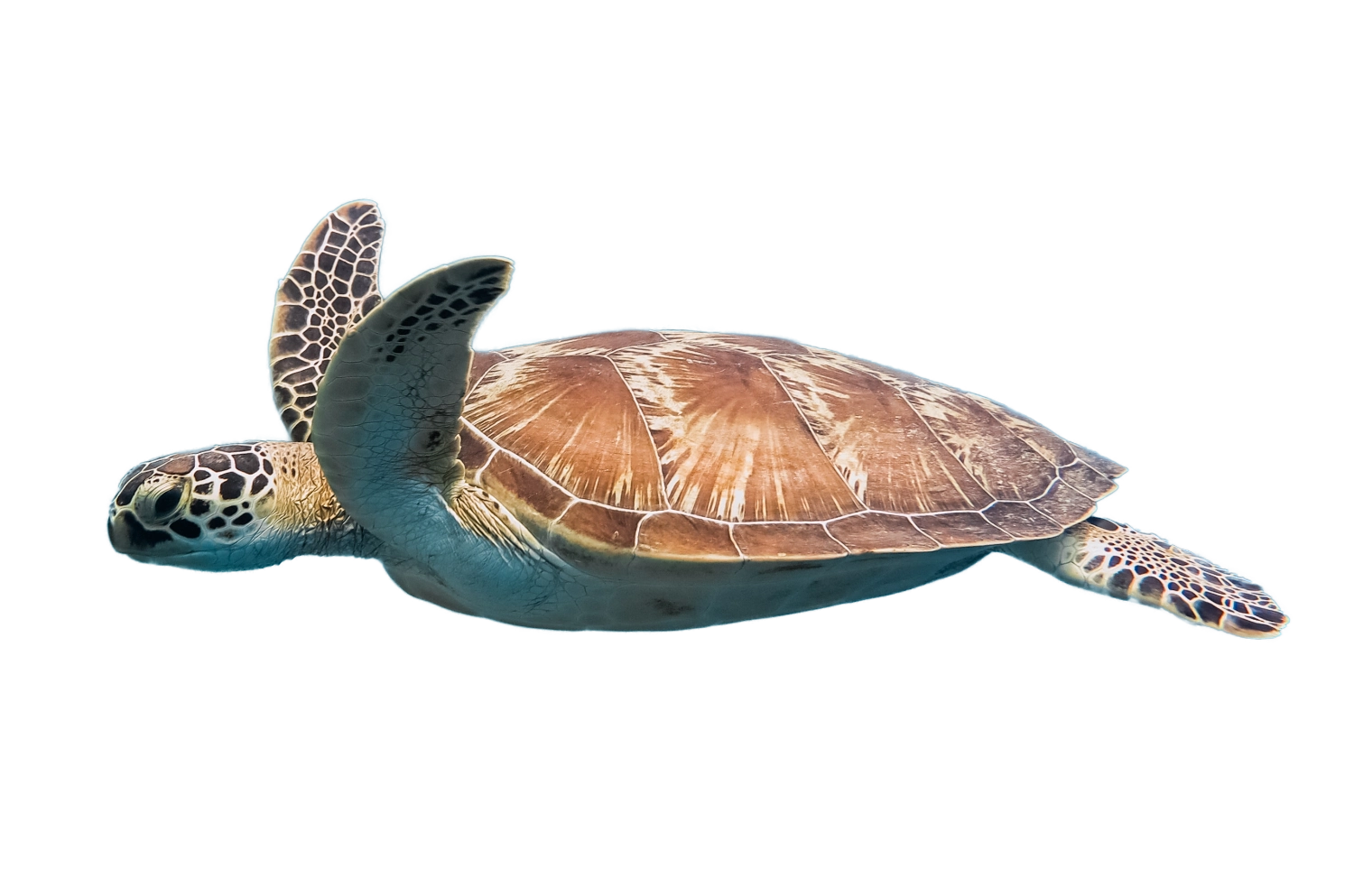 sea turtle 3