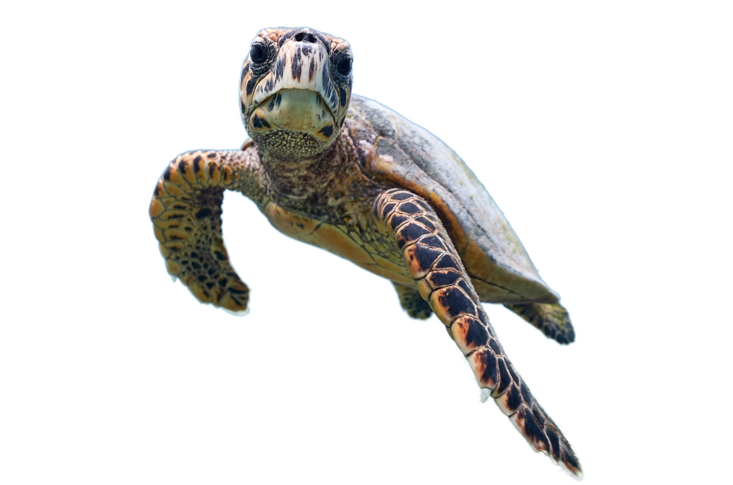 sea turtle 4