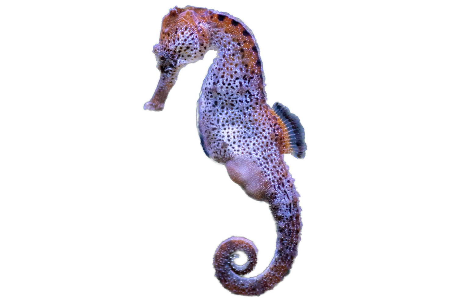 seahorse