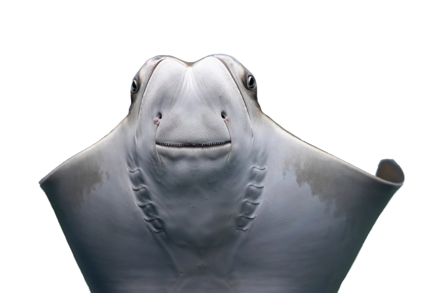 stingray