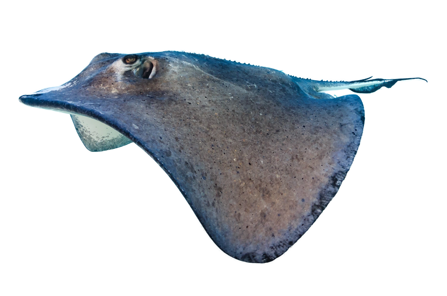 stingray