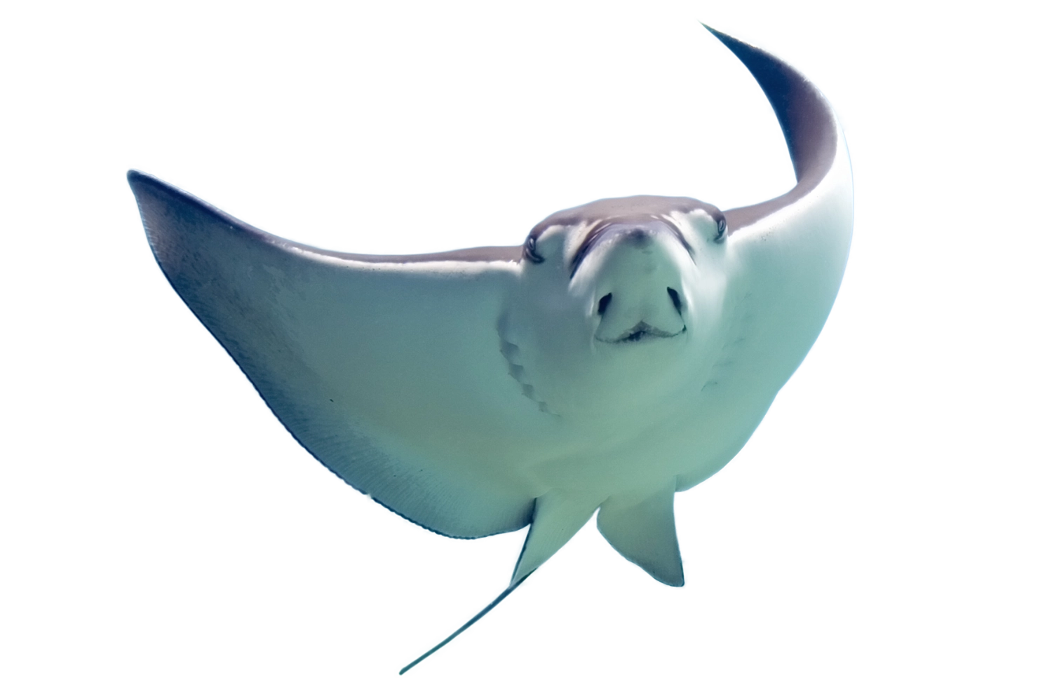 stingray