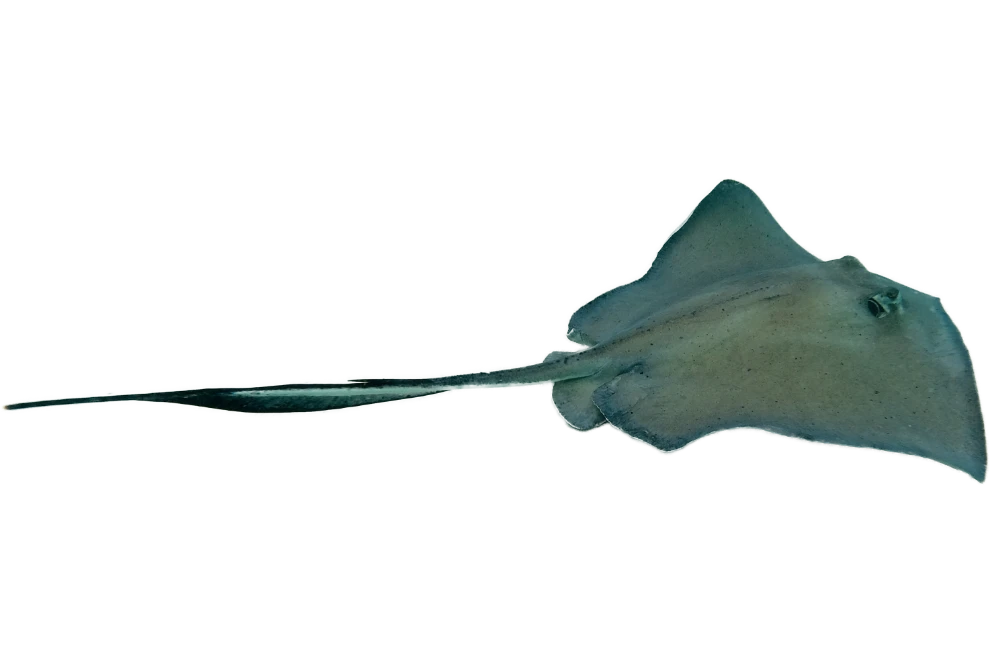 stingray 8