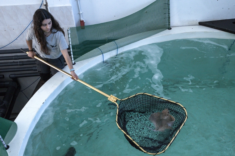 landing nets gallery 9
