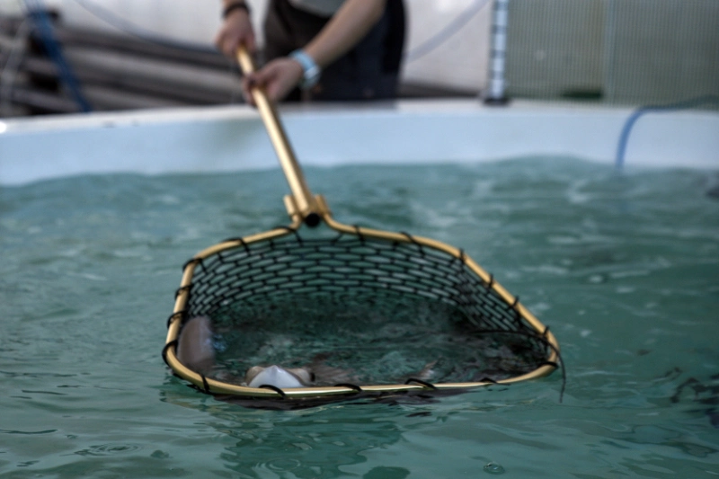 landing nets gallery 9