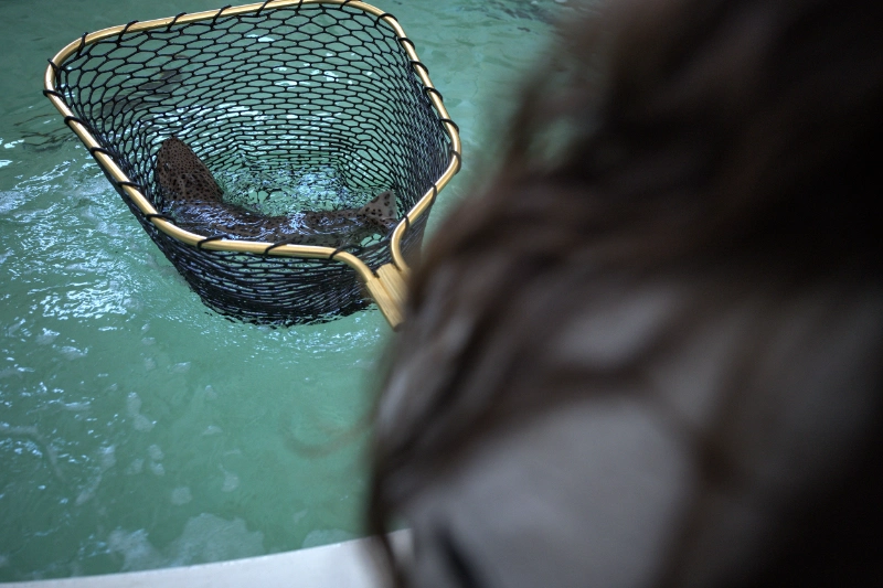 landing nets gallery 9