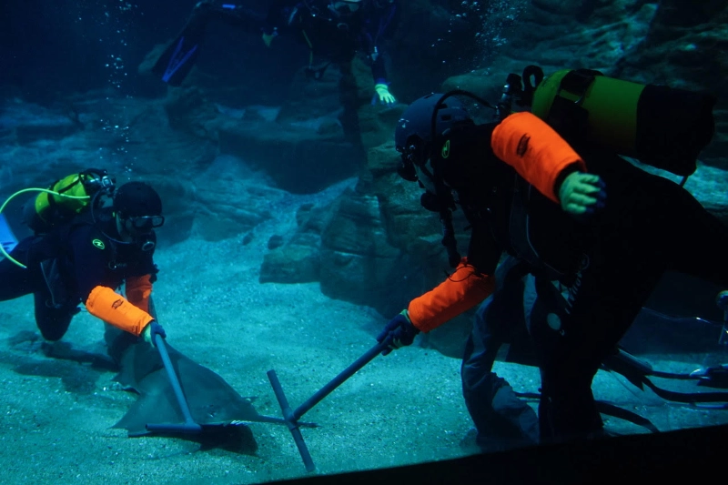 sawfish capture bag gallery 1