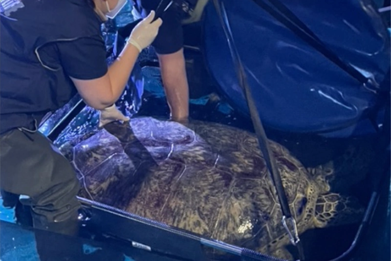 sea turtle carrier 3