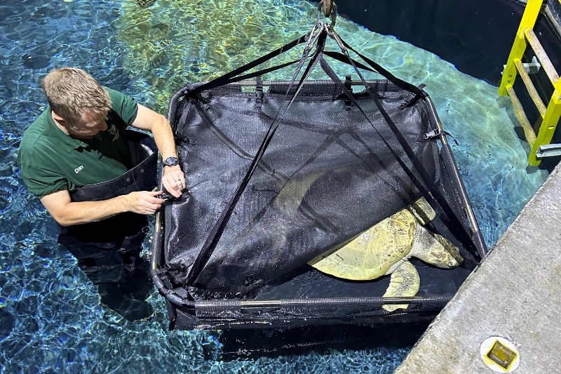 sea turtle carrier 5