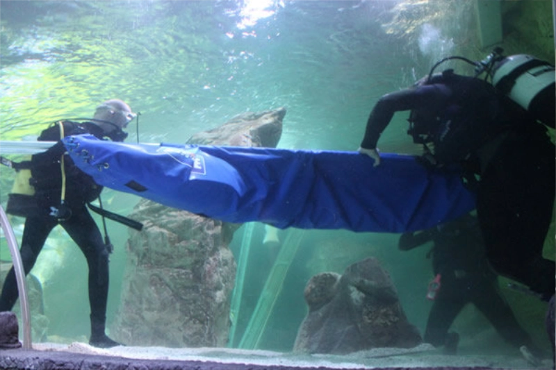 shark carriers gallery 6