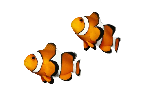 clown fish